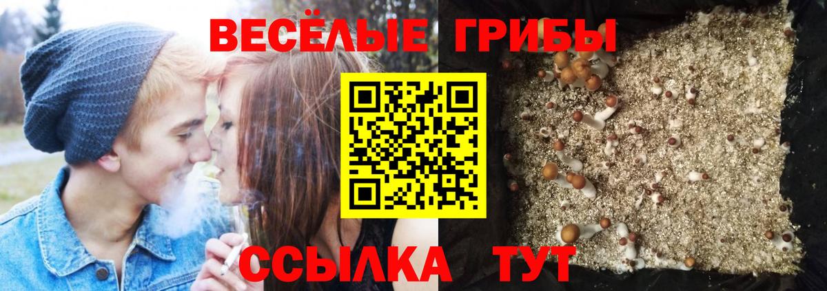 Псилоцибиновые грибы Cubensis Артёмовский